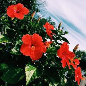 Meet your Posher, Chloe